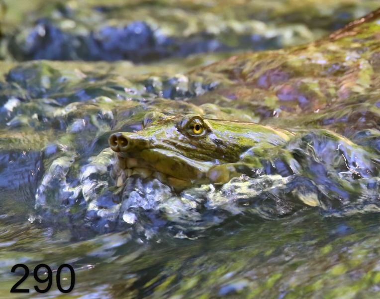290spiny softshell 5-30-18-521x14l.jpg