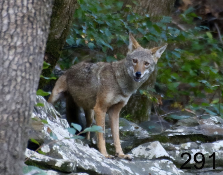 291coyote 10-5-17-912x14l-.jpg
