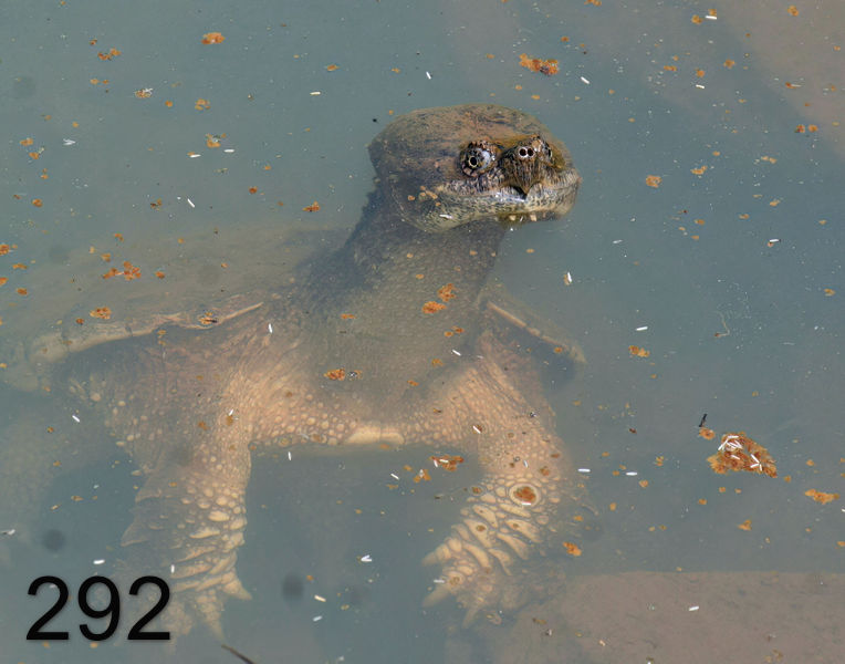 292turtle (snapping)  5-23-06 cl2x14l.jpg