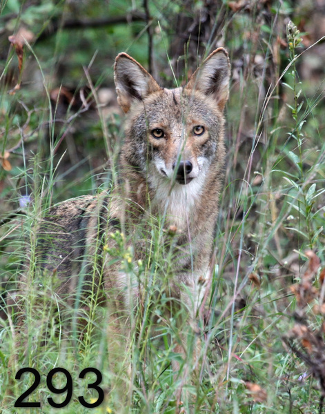 293coyote 10-6-07 4c4x14lt.jpg
