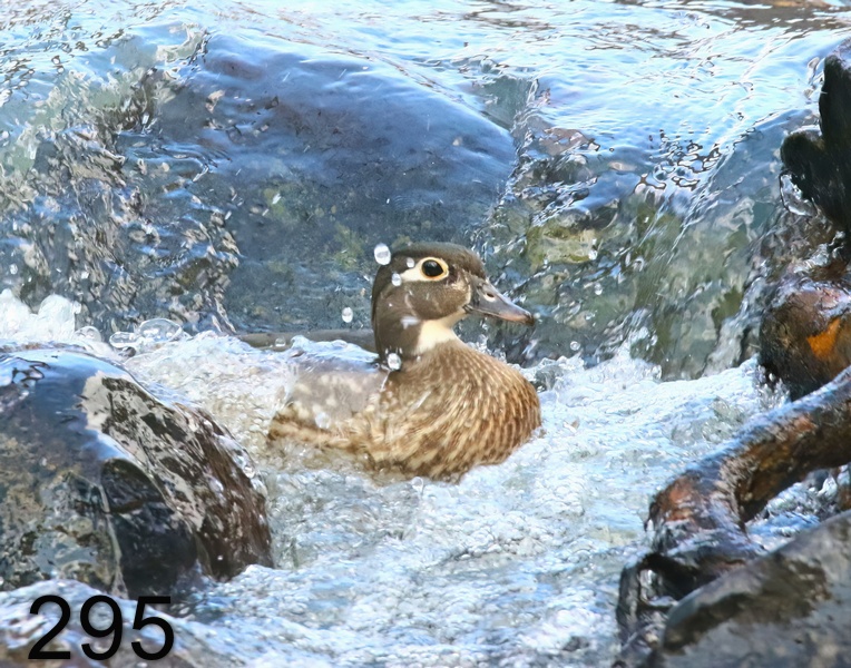 295wood duck 3-28-19-198x14l.jpg