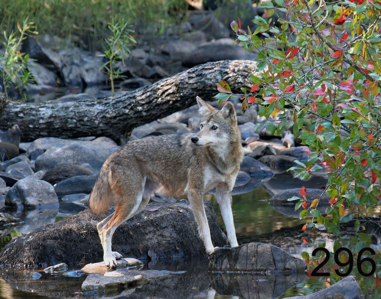 296coyote 9-25-06 cl4x14l.jpg