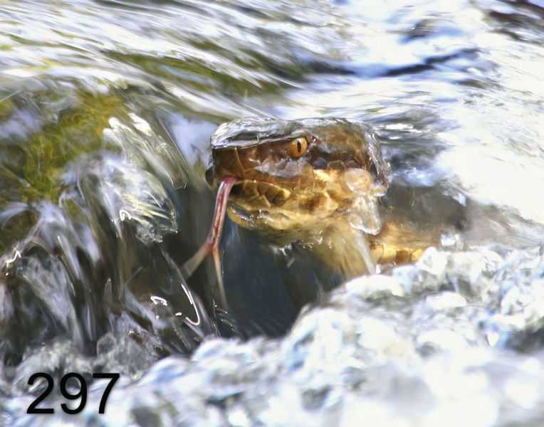 297cottonmouth 8-12-16-242r14l.jpg