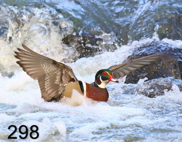 298wood duck 3-27-19-484x14l.jpg