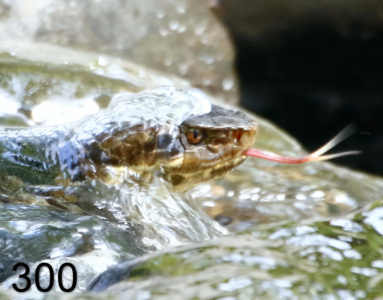 300cottonmouth 7-15-17-665x14l.jpg