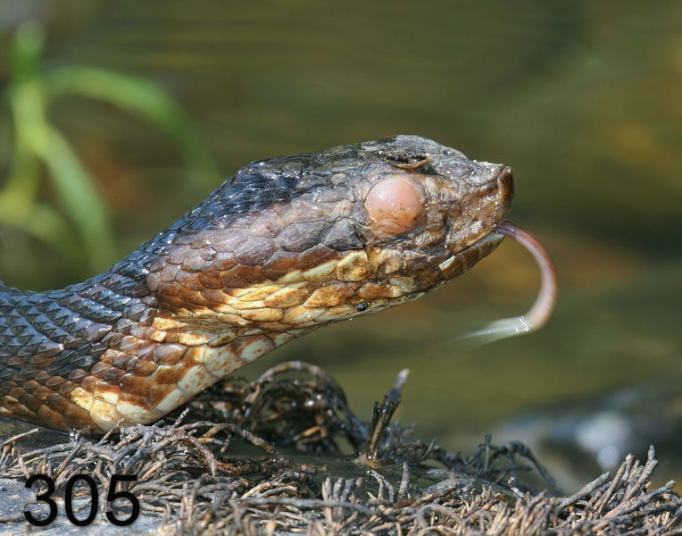 305cottonmouth 7-23-08 4d303x14l.jpg