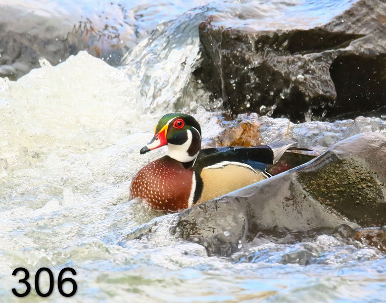 306wood duck 3-25-19-797x14l.jpg