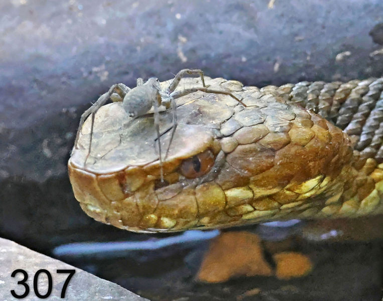 307cottonmouth 7-30-23-159x14l.jpg