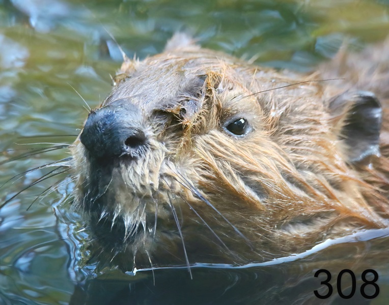 308beaver 8-2-18-112x14l.jpg