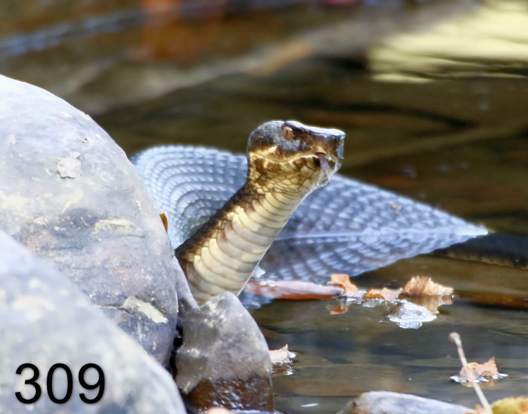 309cottonmouth 9-22-17-011x14l.jpg