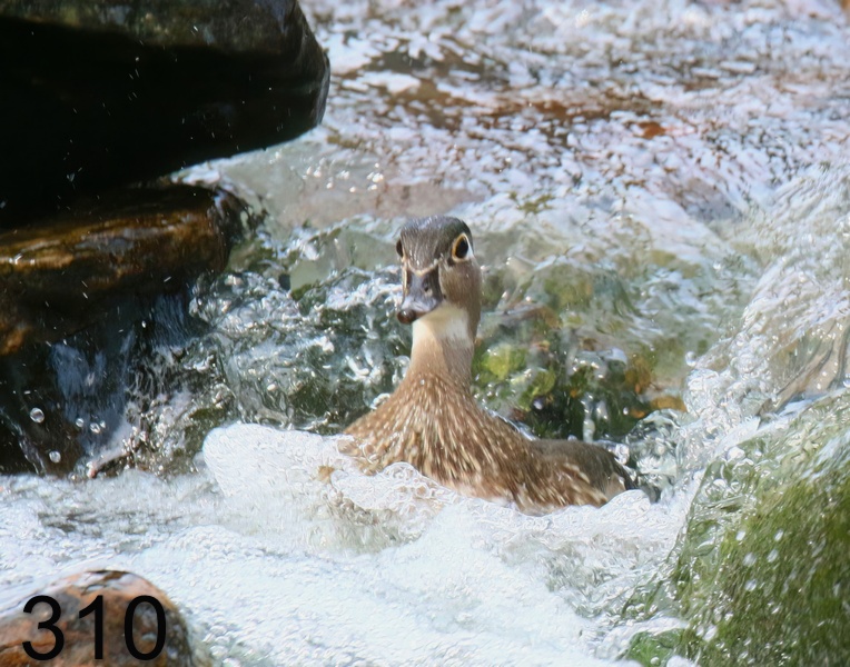 310wood duck 3-17-18-259x14l.jpg