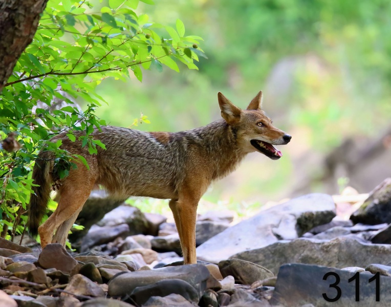 311coyote 7-27-18-318x14l.jpg