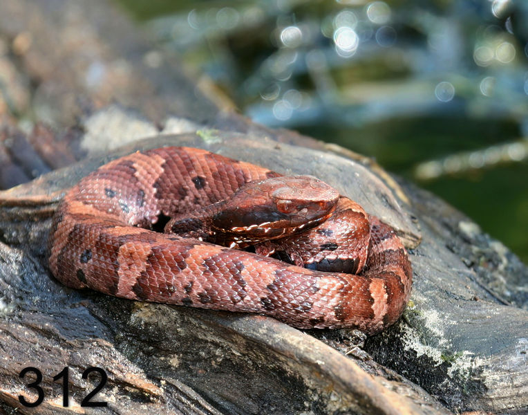 312cottonmouth-(young) 9-26-07 4c2x14l.jpg