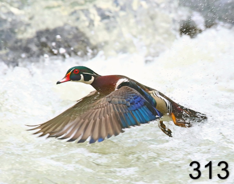 313wood duck 3-24-19-054x14l.jpg