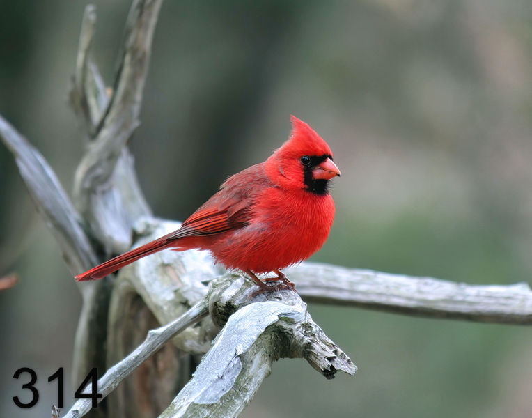 314cardinal  3-2-06 cl2x14l.jpg