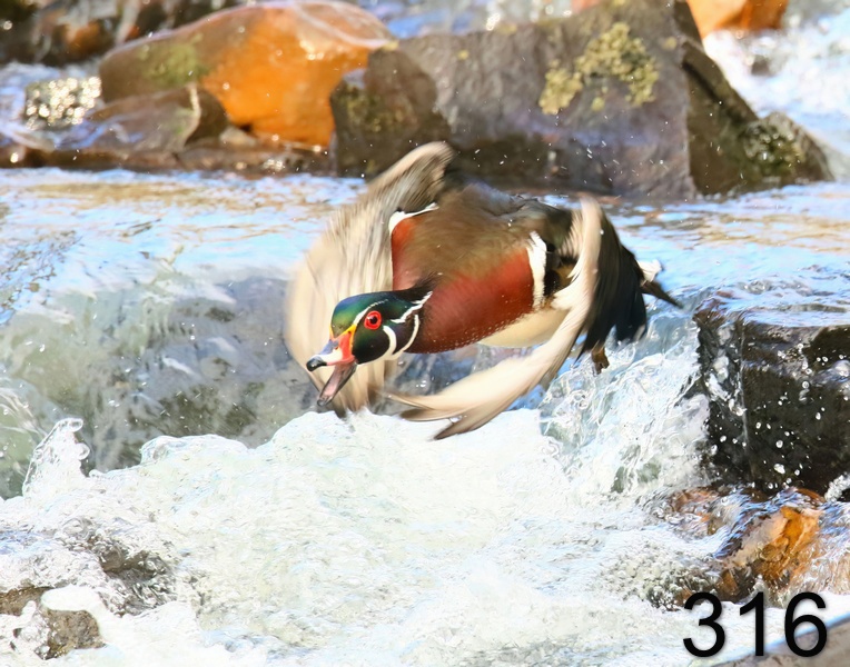 316wood duck 3-25-19-740x14l.jpg