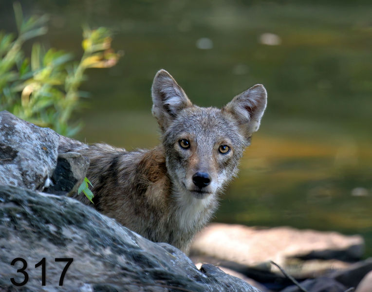 317coyote 9-15-06 cl4x14l.jpg