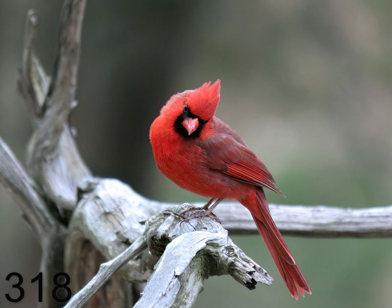 318cardinal  3-15-06 cl1x14l.jpg