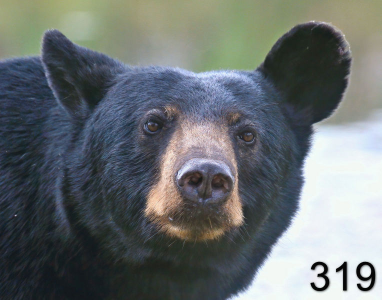 319black bear 7-22-09 4d128psnx14l.jpg