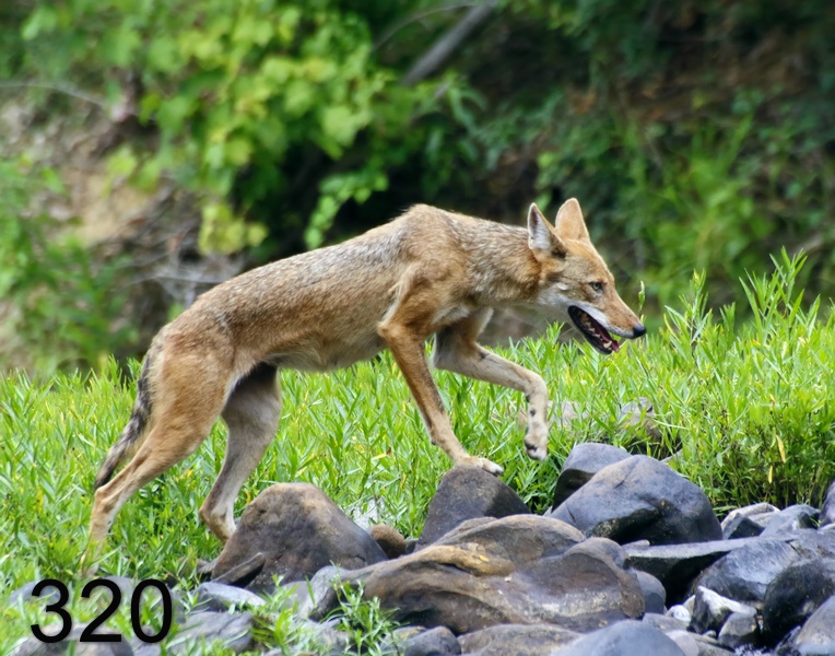 320coyote 7-28-17-784x14l.jpg