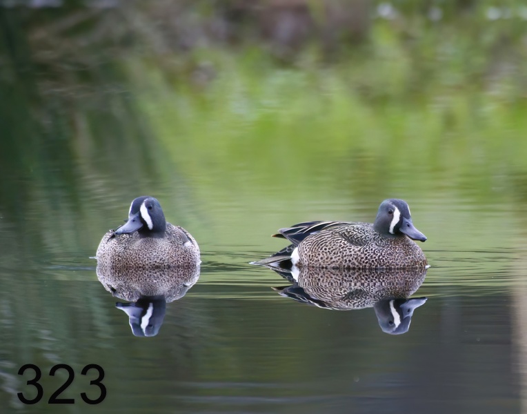323blue-winged teal 3-30-17-585x14l.jpg
