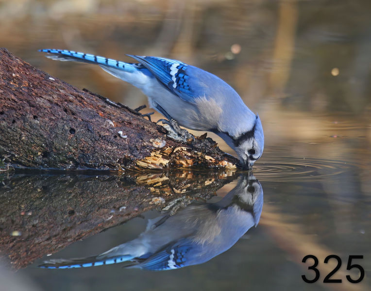 325blue jay-3-5-12-809r14l.jpg