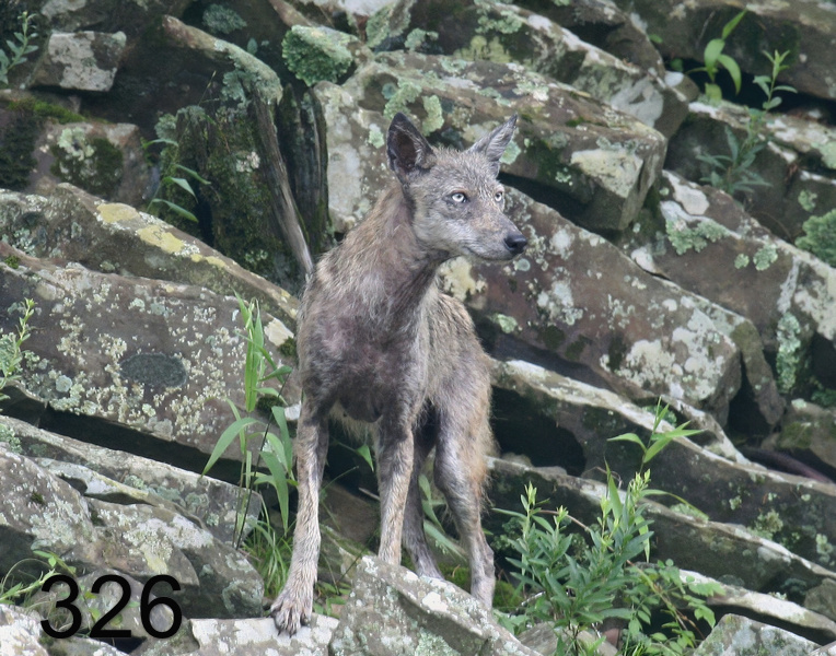 326coyote 7-31-07 4c4c14l.jpg