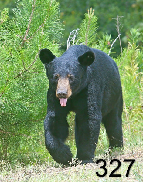 327black bear 7-21-09 4d558psnx14la.jpg