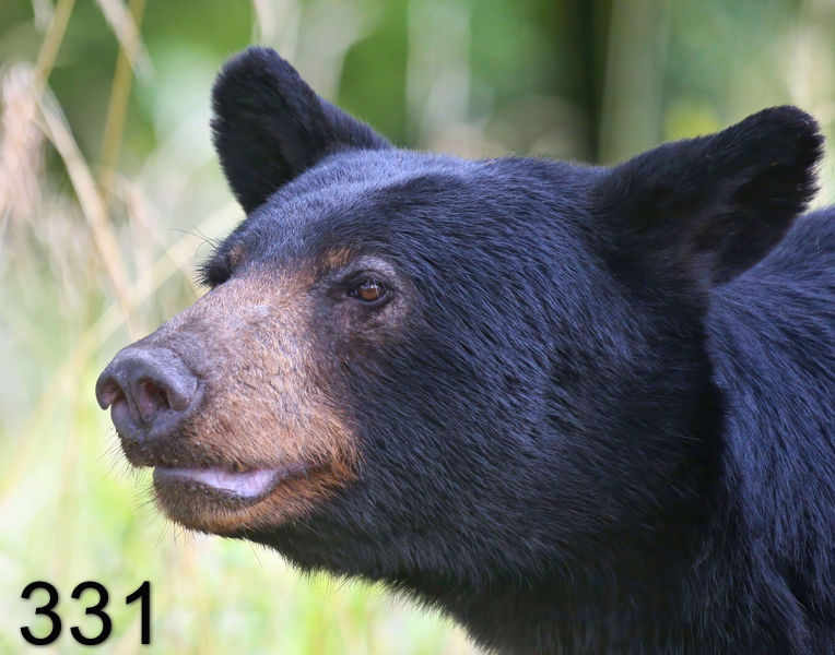 331black bear 7-22-09 4d184psnx14l.jpg