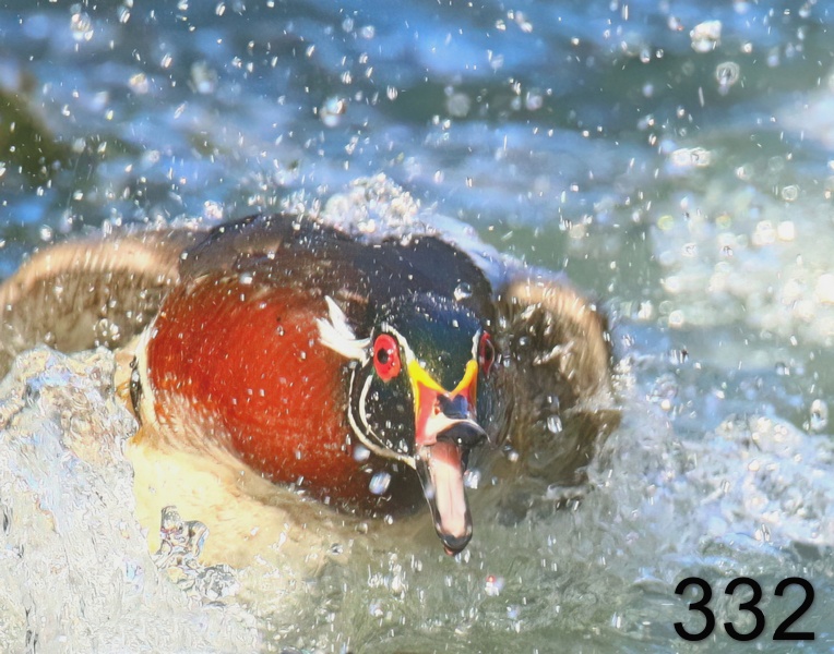 332wood ducks 3-19-18-514x14l.jpg