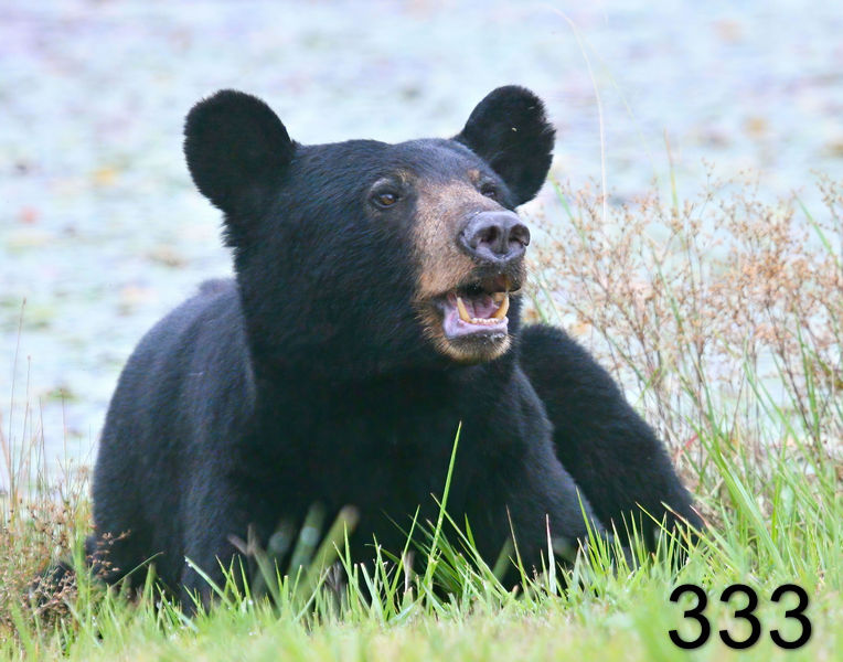 333black bear 7-22-09 4d840psnx14l.jpg