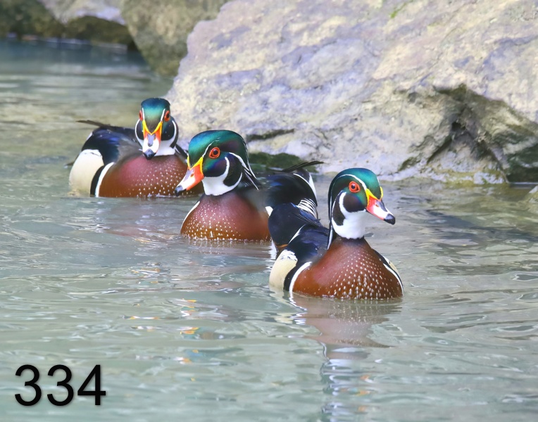334wood ducks 1-22-19-679x14l.jpg
