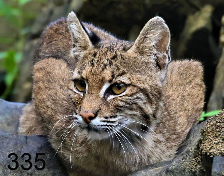 335bobcat 7-31-18-223Bflx14la.jpg