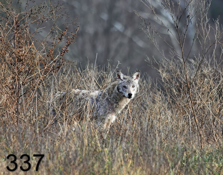 337coyote 12-20-07 4c13-14l.jpg