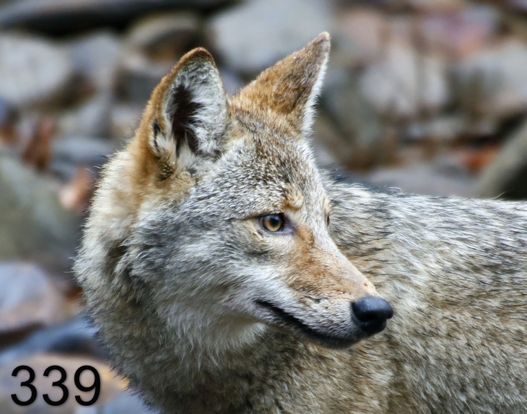 339coyote 12-20-17-625x14l.jpg