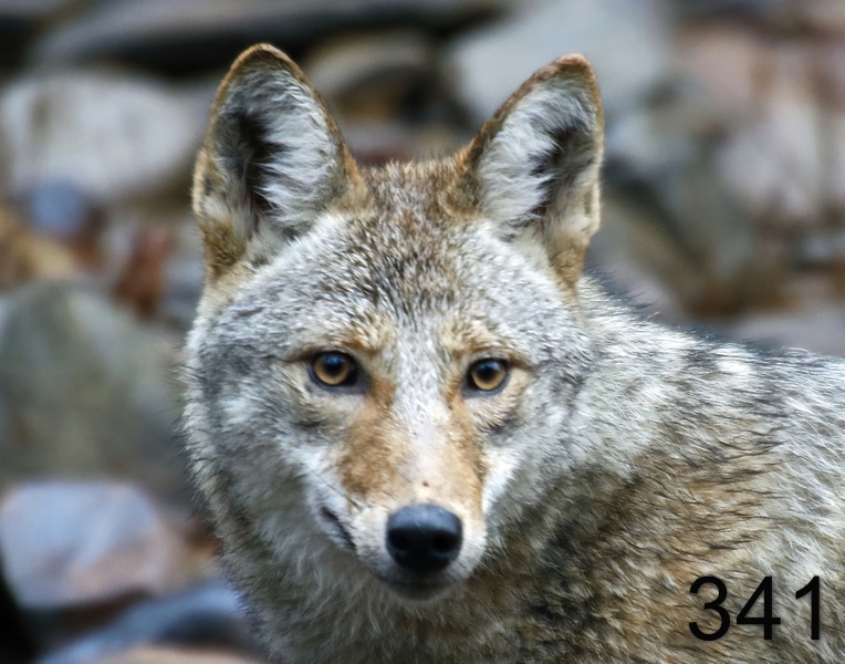 341coyote 12-20-17-627x14l-.jpg