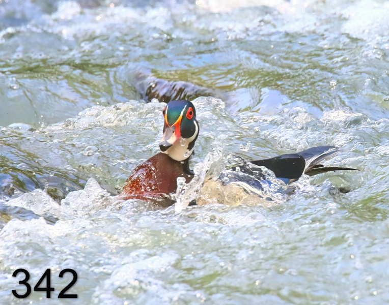342wood duck 5-26-19-761x14l.jpg