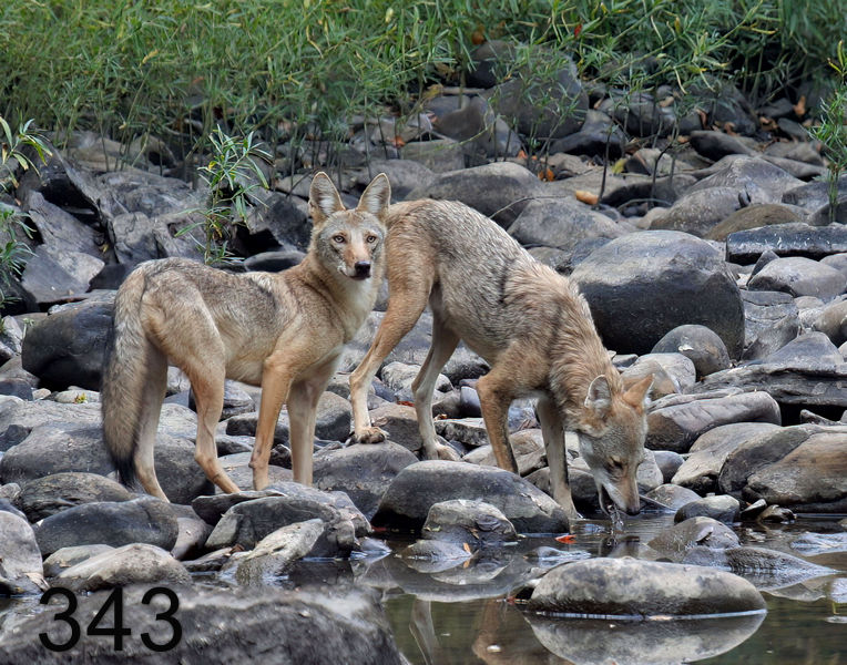 343coyotes 9-16-06 cl2x14l.jpg