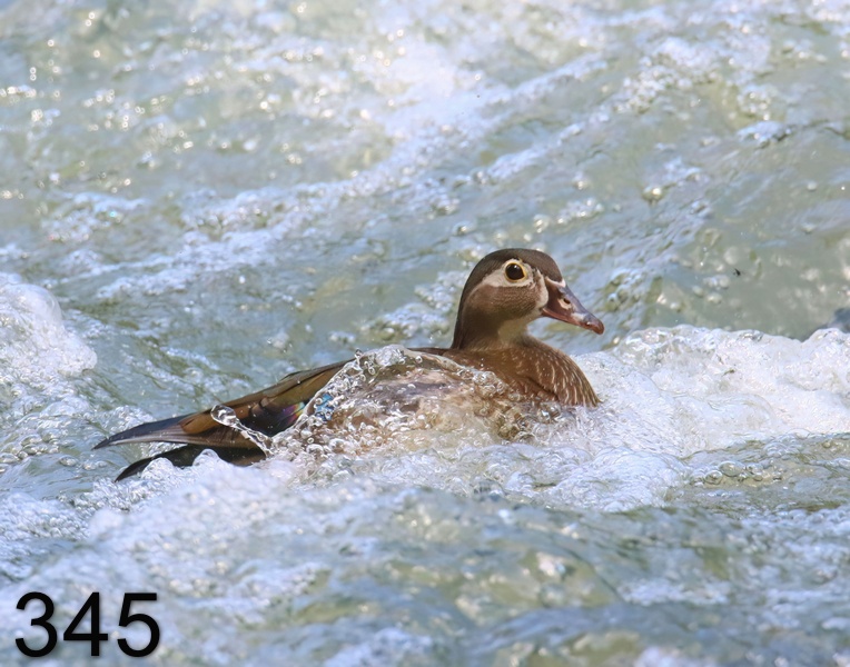 345wood duck 5-26-19-743x14l.jpg