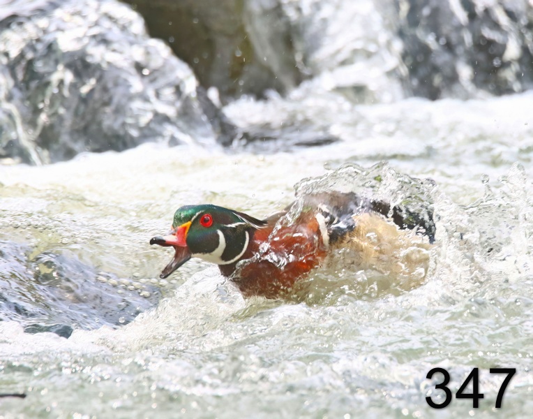 347wood duck 4-30-19-915x14l.jpg