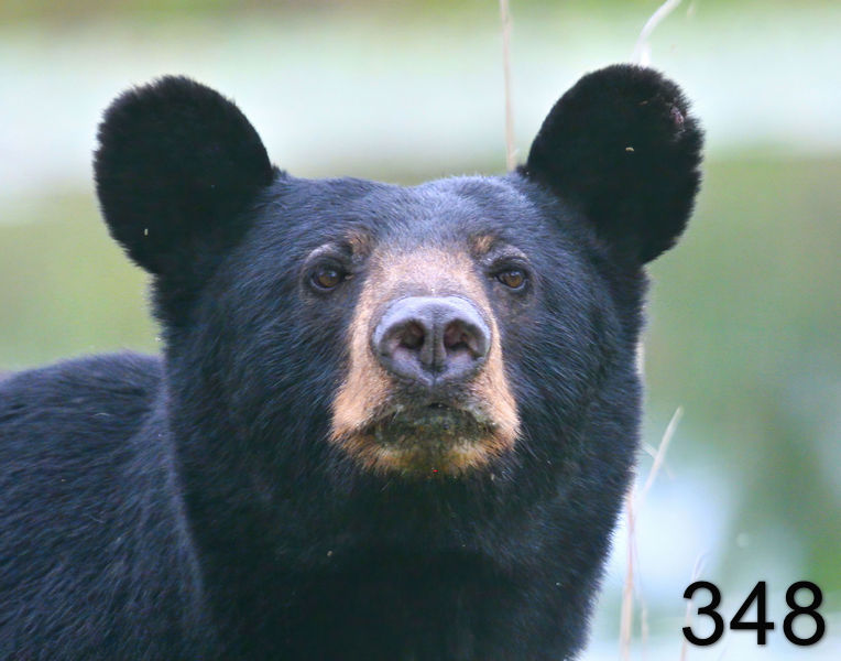 348black bear 7-22-09 4d905psnx14l.jpg