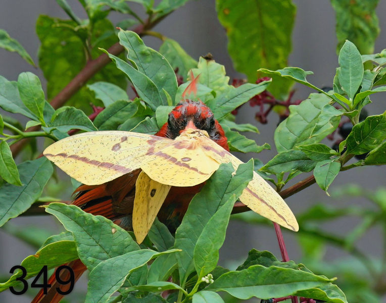 349cardinal 8-12-08 4d069x14l.jpg