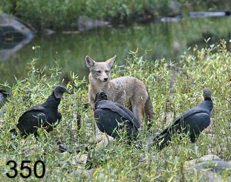 350coyote-black-vultures 10-5-07 4c1x14l.jpg