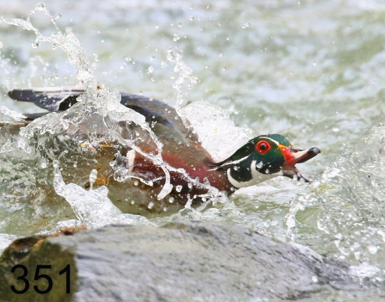 351wood duck 5-1-18-036x14l.jpg