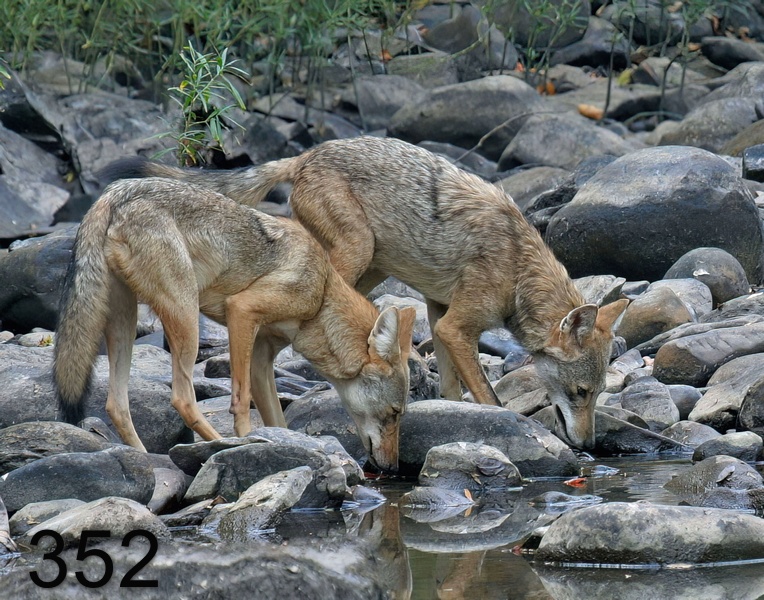 352coyotes 9-16-06 cl1x14l-.jpg