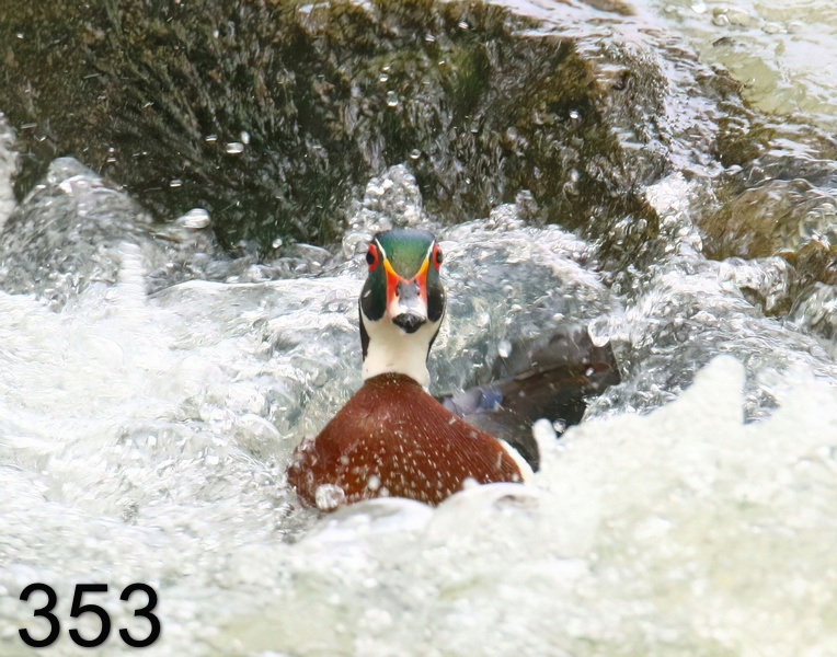 353wood duck 5-1-18-813x14l.jpg
