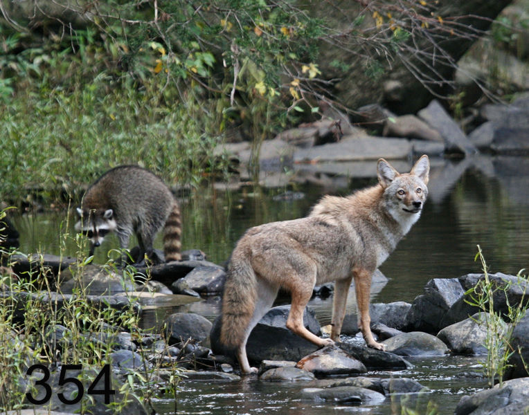 354coyote-raccoon 10-18-07 4c1x14l.jpg