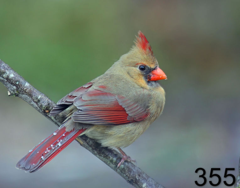355cardinal 12-16-08 4d676x14l.jpg