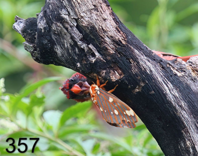 357cardinal 8-20-08 4d901x14l.jpg