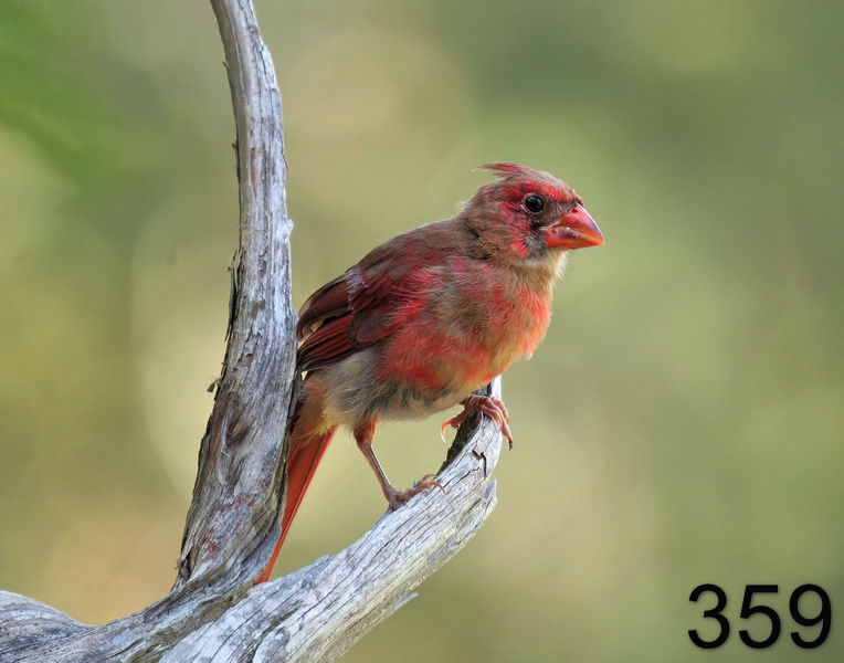 359cardinal 8-16-06 cl2x14l.jpg